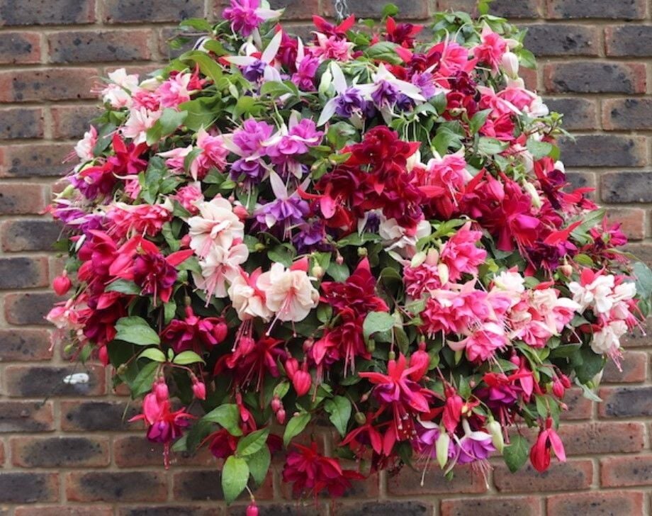 Sarkan Büyük Çiçekli Fuchusia Karışık Küpeli Küpe Çiçeği Fidesi (10 Fide)