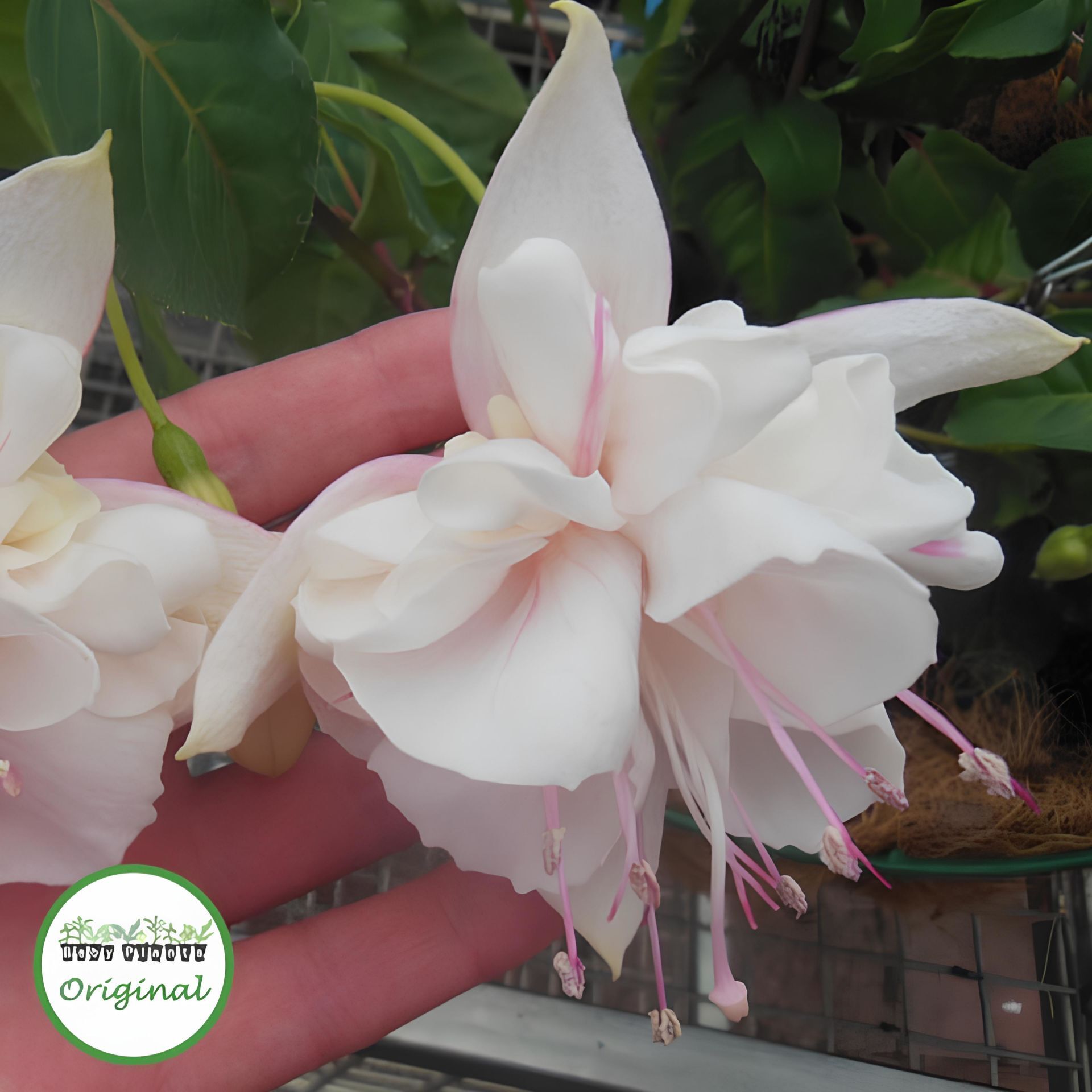 XXL Büyük Çiçekli White King Beyaz Küpeli Çiçeği Fidesi (1 Fide)