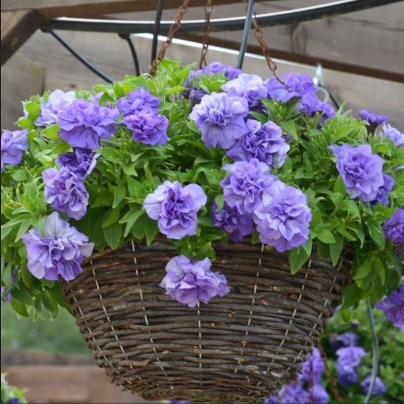 Tumbelina Sophia Kokulu Katmerli Sarkıcı Superstar Petunya Çiçeği Fidesi (1 Fide)