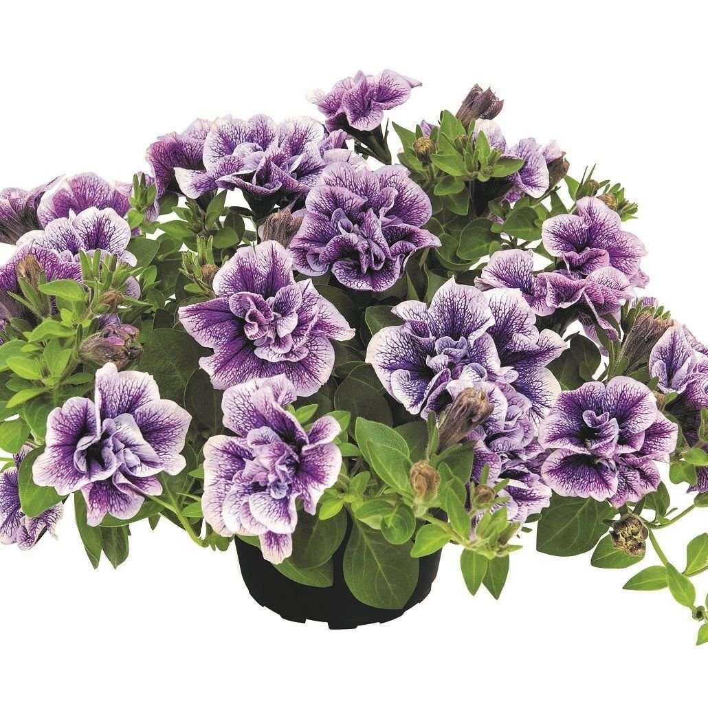 Tumbelina Priscilla Pro Kokulu Katmerli Sarkıcı Petunya Çiçeği Fidesi (1 Fide)