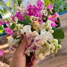 Tüplü İzmir Sarmaşığı Selluka Çiçeği Fidanı(15-30 cm)