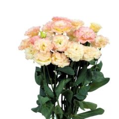 Katmerli S.Champain Lisianthus Çiçeği Fidesi (10 Adet)