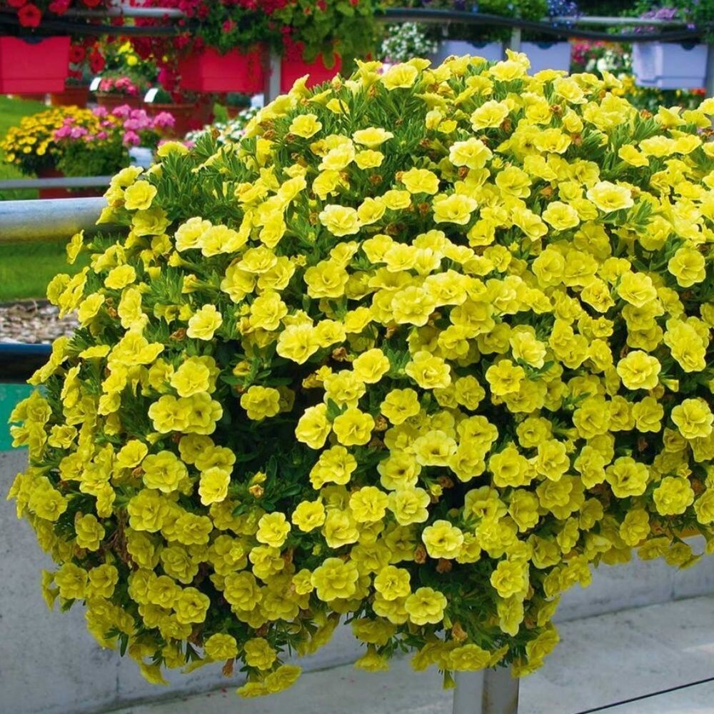 Calita Katmerli Double Sun Milyonlar Çanı Calibrochoa Çiçeği Fidesi (1 Fide)