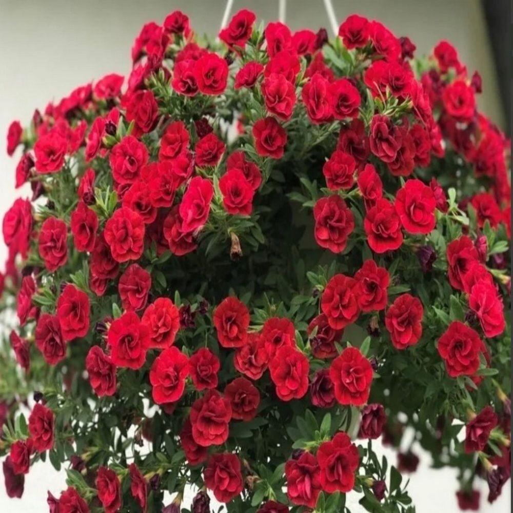 Calita Katmerli Double Red Milyonlar Çanı Calibrochoa Çiçeği Fidesi (1 Fide)
