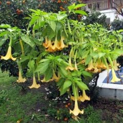 Tüplü Kokulu Sarı Meleklerin Borazanı Çiçeği Fidanı(70-120 cm)