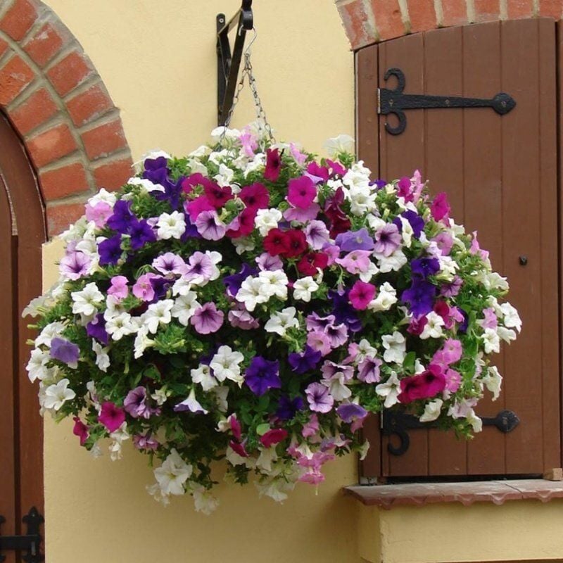 Potunia Plus Serisi Mixed Petunya Fidesi (5 Fide)