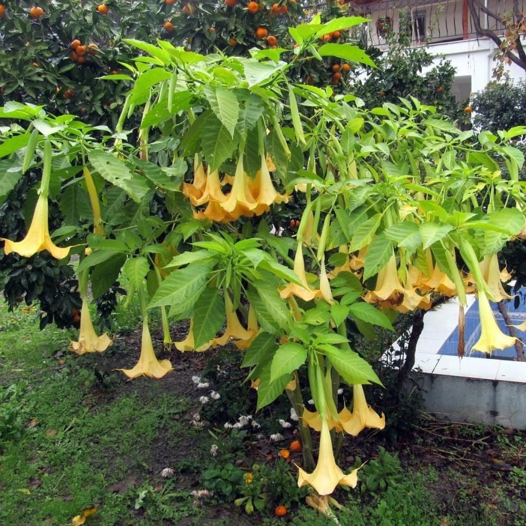 Tüplü Kokulu Sarı Meleklerin Borazanı Çiçeği Fidanı