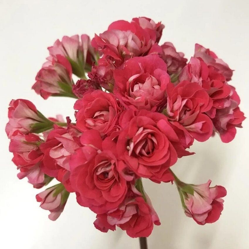 Koleksiyonluk Pink Rambler Katlı Çiçekli Olan Gül Sardunya Çiçeği Fidesi (1 Fide)