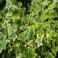 Hedera Helix Anne Maria Alacalı Herdem Yeşil Duvar Orman Sarmaşığı Fidanı (70-120 cm)