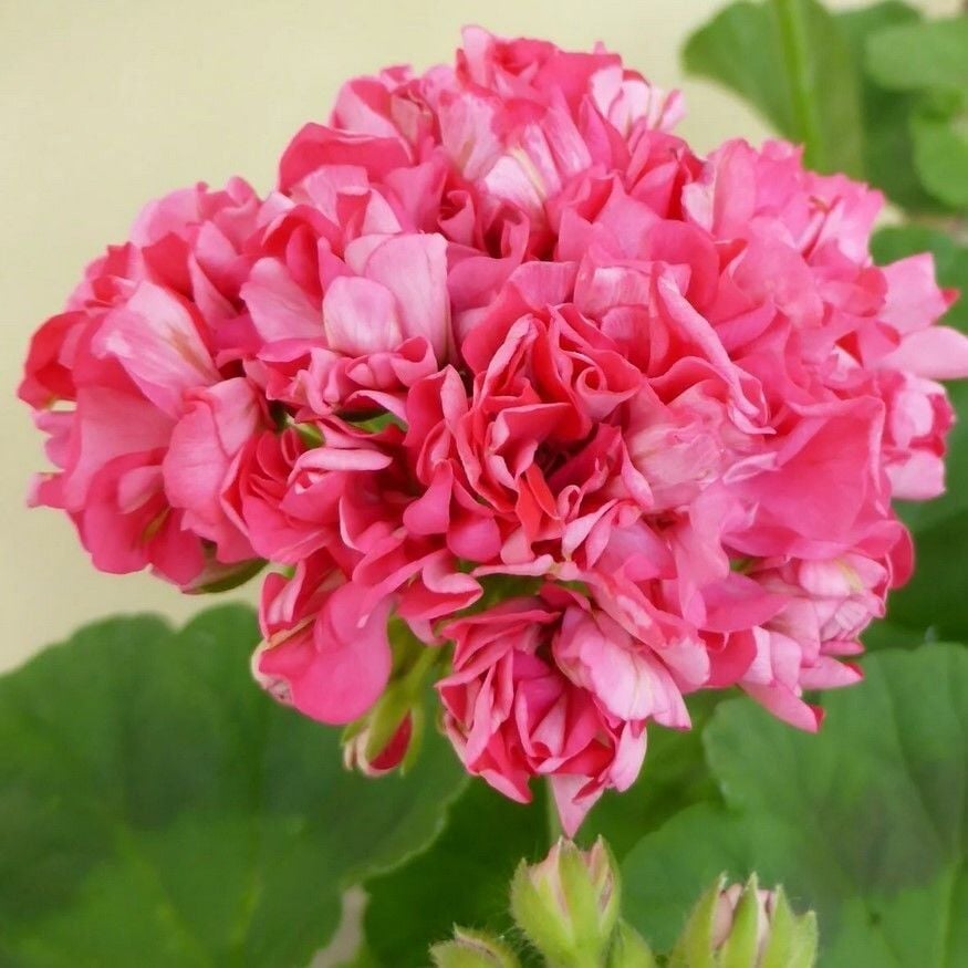 Koleksiyonluk Sister Henry Katlı Çiçekli Olan Gül Sardunya Çiçeği Fidesi (1 Fide)