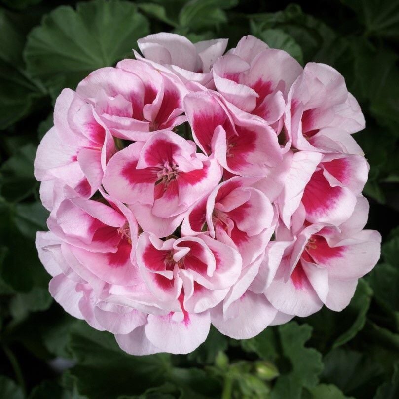 İri İçekli Semi Double White Splash Sardunya Çiçeği Fidesi (1 Fide)