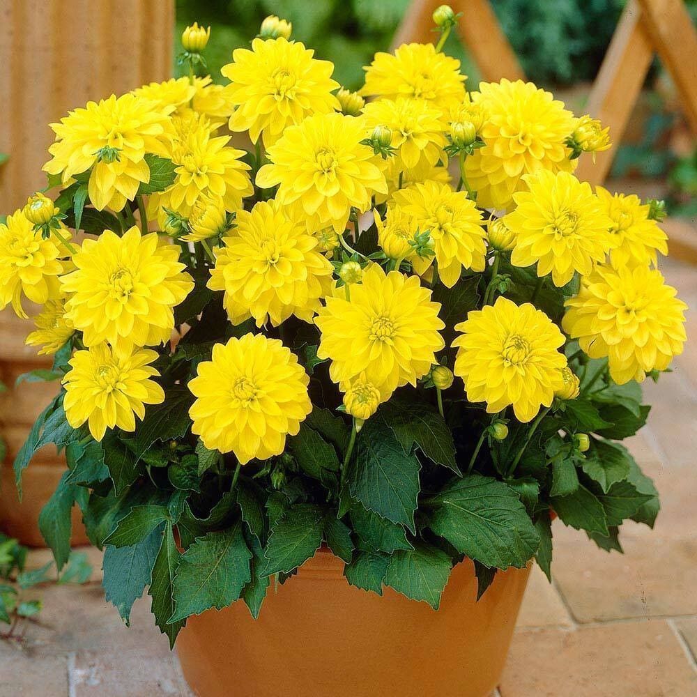 Büyük Çiçekli Lubega Power Yellow Dahlia Çiçeği Fidesi (1 Fide)