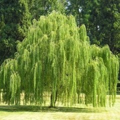 Tüplü Salkım Söğüt Ağacı Fidanı (150-200 cm)