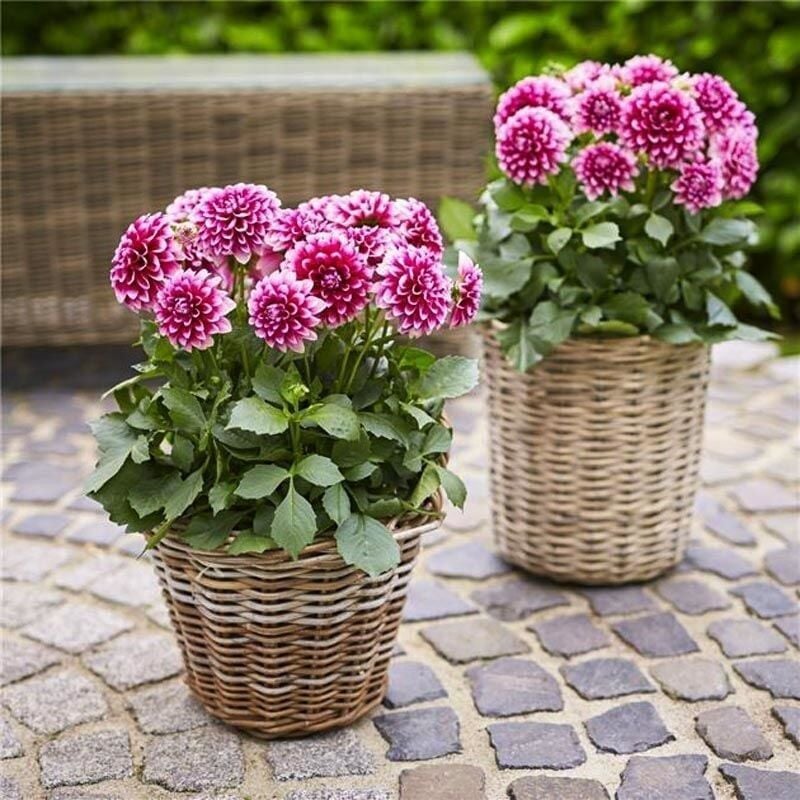 Büyük Çiçekli Lubega Burgundy White Dahlia Çiçeği Fidesi (1 Fide)