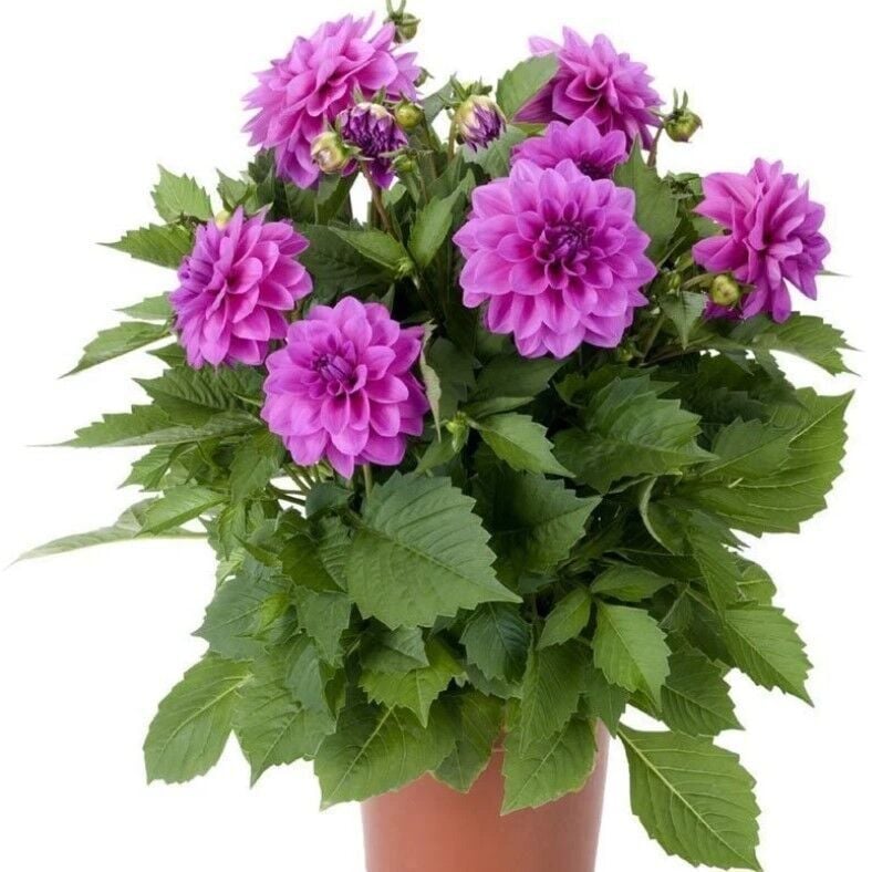 Büyük Çiçekli Lubega Power Lavender Dahlia Çiçeği Fidesi (1 Fide)