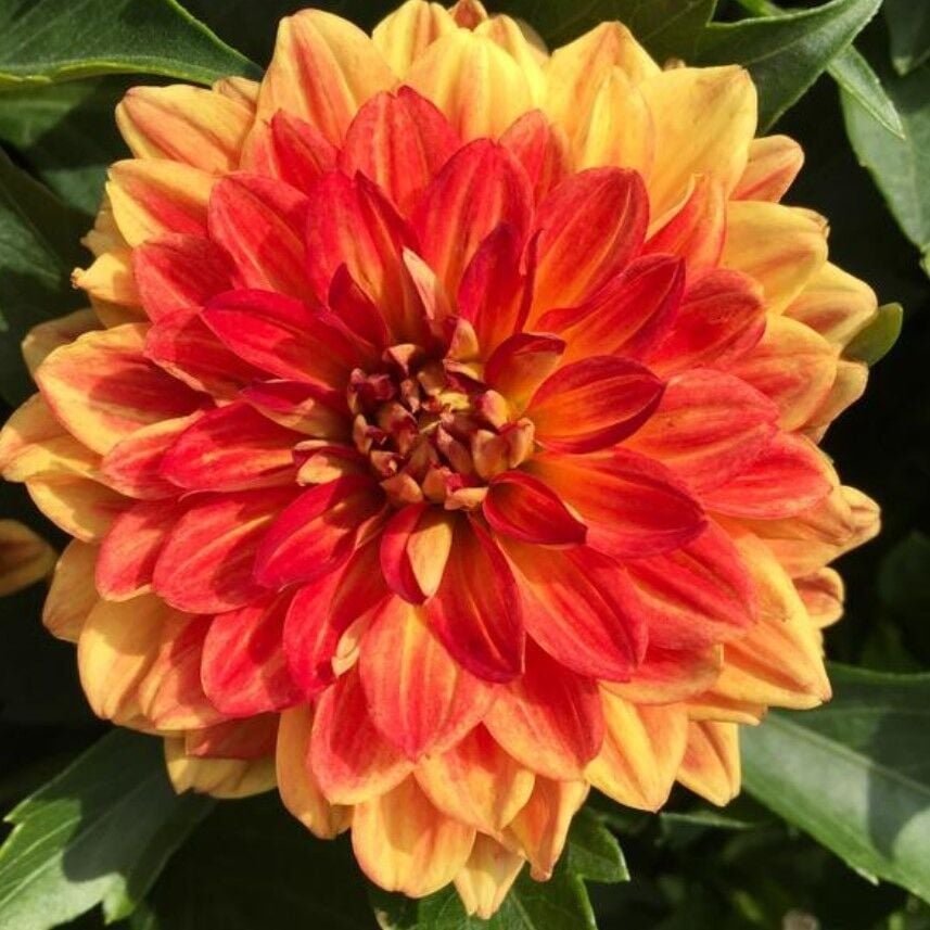 Büyük Çiçekli Lubega Power Orange Dahlia Çiçeği Fidesi (1 Fide)