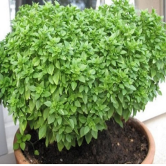 Top Fesleğen Tohumu 100 gram