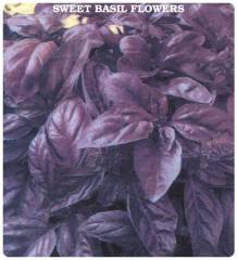 Mor Fesleğen Tohumu (100 gram)
