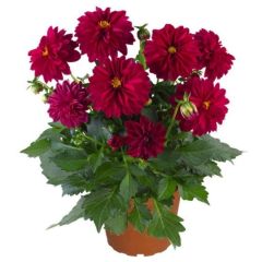 Katmerli İri Çiçekli Power Burgundy Yıldız Dahlia Çiçeği Fidesi (2 adet)