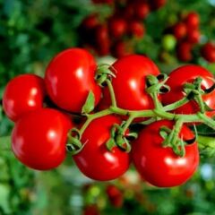 Sırık Çeri Pinpon Domates Tohumu (40 tohum)