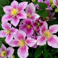 Pink Beauty Clematis Çiçeği Fidanı (30-50 cm)
