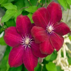 Solidarnosc Clematis Çiçeği Fidanı (30-50 cm)