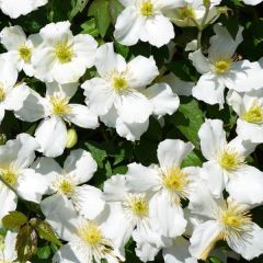Tüplü Fuyu No Tabi Clematis Çiçeği Fidanı (30-50 cm)