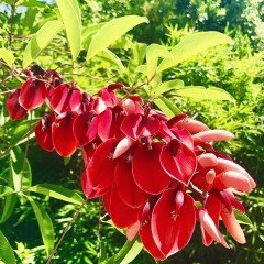 Tüplü Erythrina Crista Galli Mercan Ağacı Fidanı(60-100cm)
