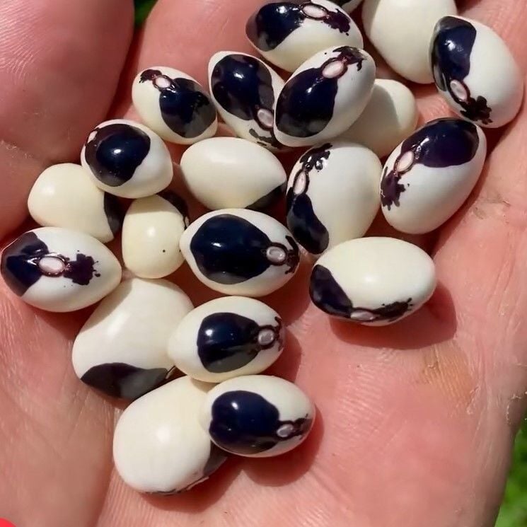 Geleneksel Doğal Tohum Kastamonu Burnu Kara Sırık Fasulye Tohumu (10 tohum)