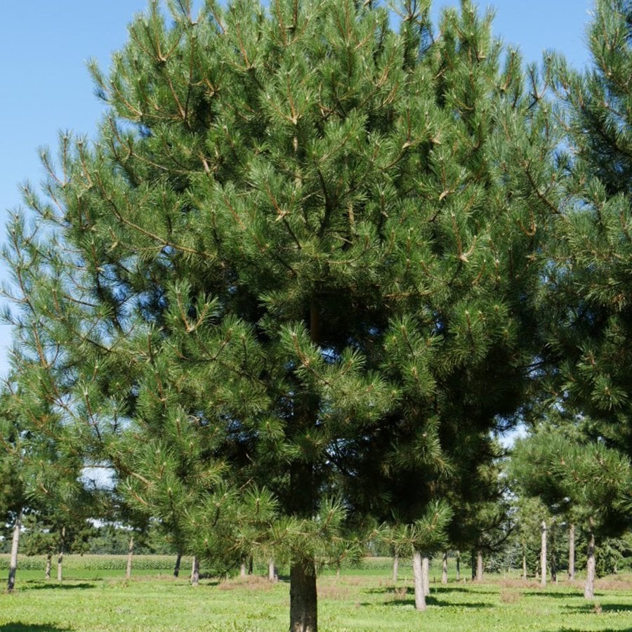 Tüplü 4 Yaşlı Karaçam Fidanı (100-150 cm)