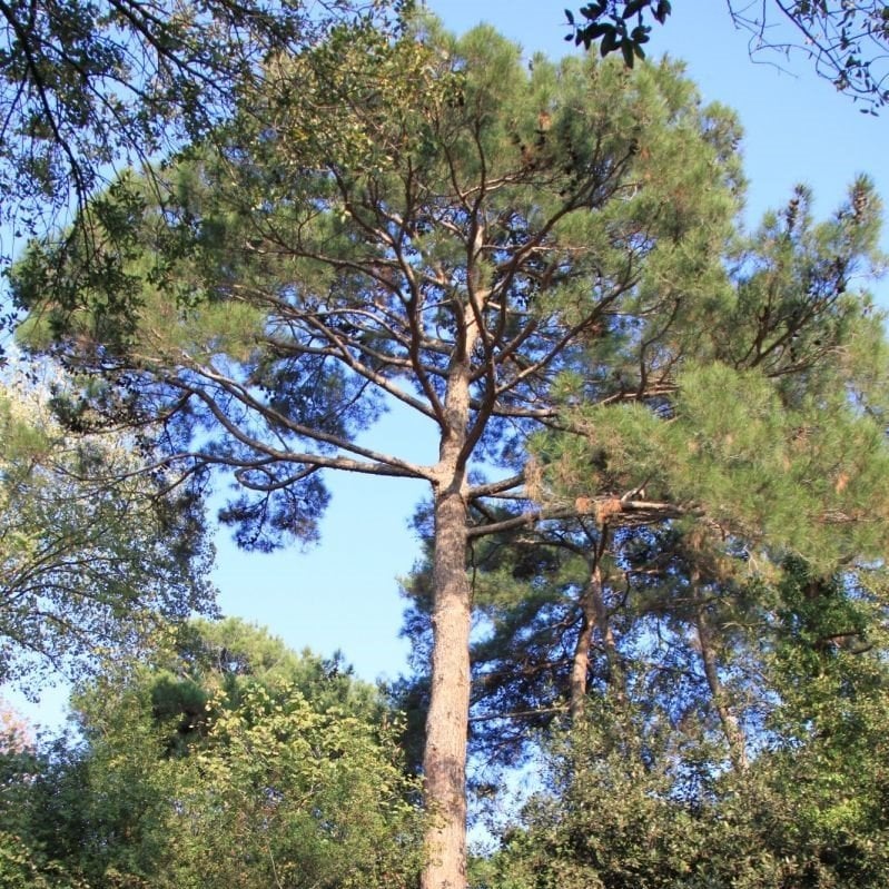 Tüplü KızılÇam Fidanı