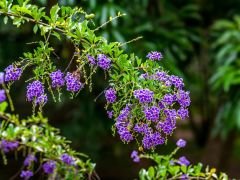 Tüplü Özel Çeşit Ağaç Menekşesi(Duranta Erecta) Fidanı(80-120 cm)