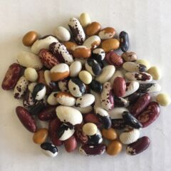 Geleneksel Mixed Fasulye Tohumları (10 tohum)