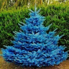 Tüplü Hopsi Aşılı Mavi Ladin(170-180 cm 5 adet)
