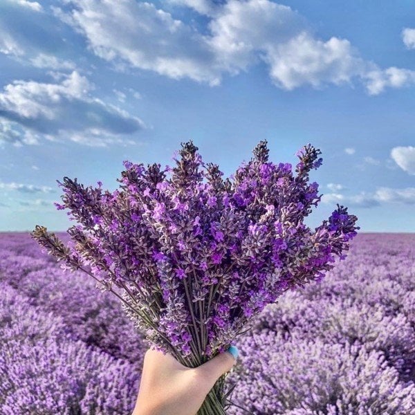 Tüplü Yoğun Kokulu Lavanta Fidanı(10-15 cm)