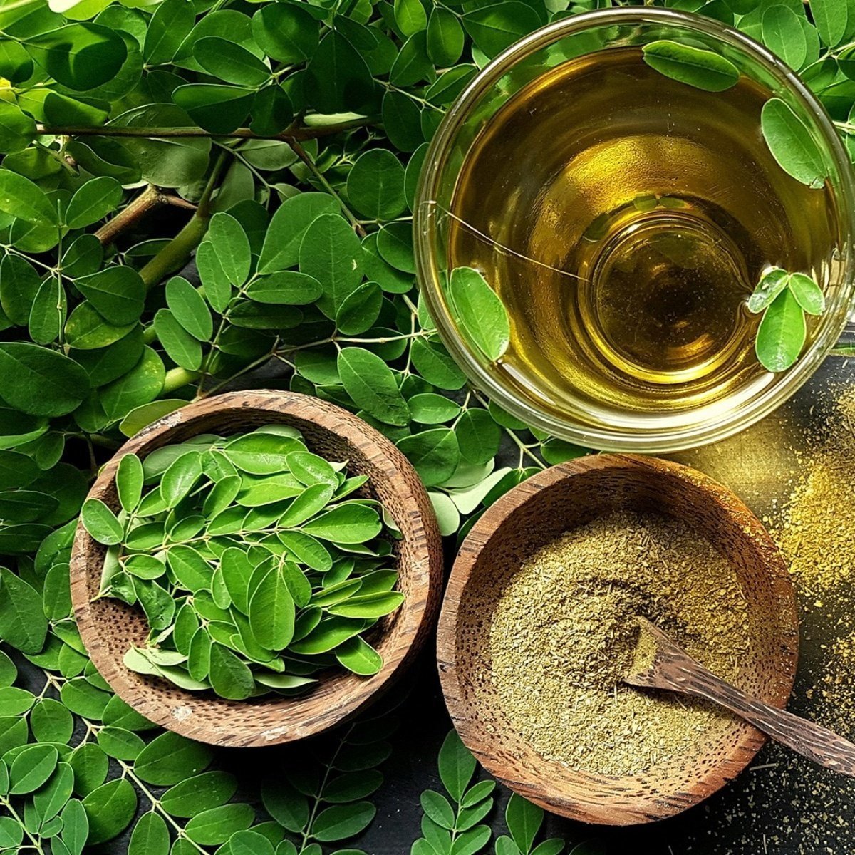 Tüplü Moringa Yaşam Ağacı Fidanı (20-40 cm)