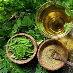 Tüplü Moringa Yaşam Ağacı Fidanı (20-40 cm)