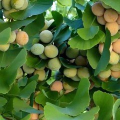 Tüplü Şifalı Mabet Ağacı Ginkgo Biloba Fidanı(100-150 cm)