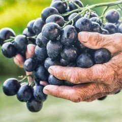 Nadir Denizli Tüplü Çal Karası Şaraplık Üzümü Fidanı
