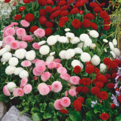 Karışık Şeker Tabağı (Çayır Papatyası) Çiçeği Tohumu(100 Gram)