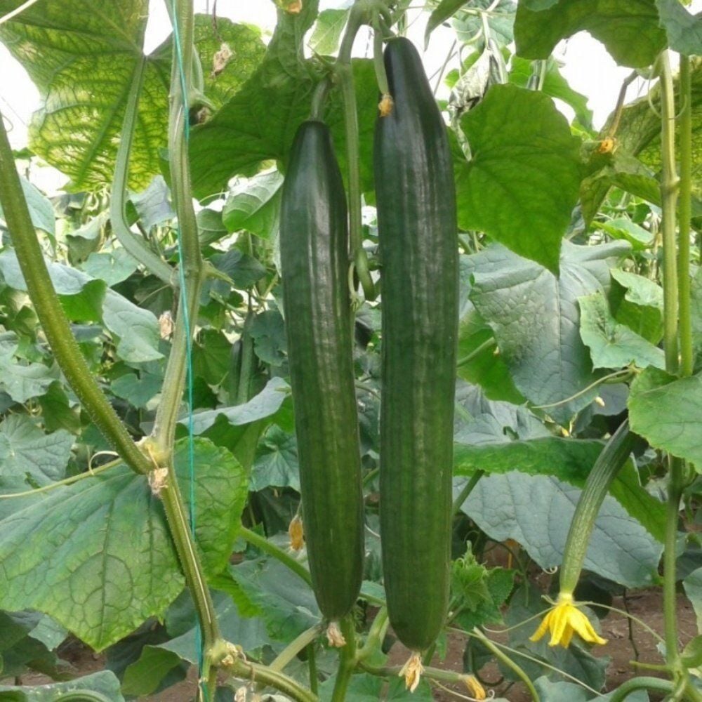 Sırık Langa Uzun Meyveli Salatalık Hıyar Tohumu (5 Tohum)