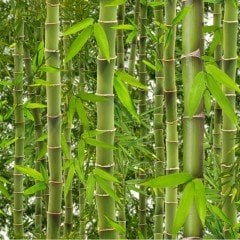 Tüplü Bambu Fidanı(100-150 cm)