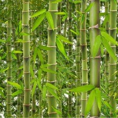 Tüplü Bambu Fidanı(200-300 cm)