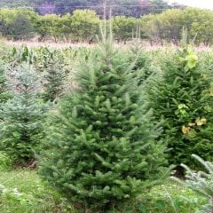 Tüplü Yılbaşı Çamı Doğu Karadeniz Göknar Fidanı (90-120 cm)