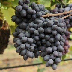Tüplü Grenache Üzüm Fidanı Nadir Çeşit