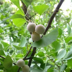 Tüplü Mabet Ağacı (Ginkgo Biloba) Fidanı (100-150 cm)