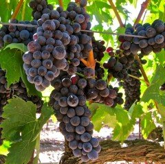 Koleksiyonluk Black Kokulu Çekirdeksiz Kişmiş Özbek Üzümü Fidanı