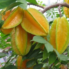 Tüplü Karambola Star Fruit Fidanı (70-100 cm)