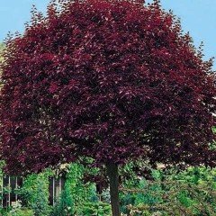 Tüplü Süs Eriği Fidanı (40-60 cm)