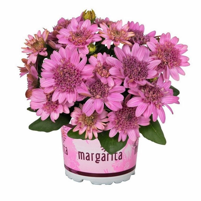 Nadide Renkler Katmerli Erato Double Pink Bodrum Papatyası Çiçeği Fidesi (1 Fide)
